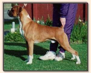 rocket22.jpg - 20840 Bytes